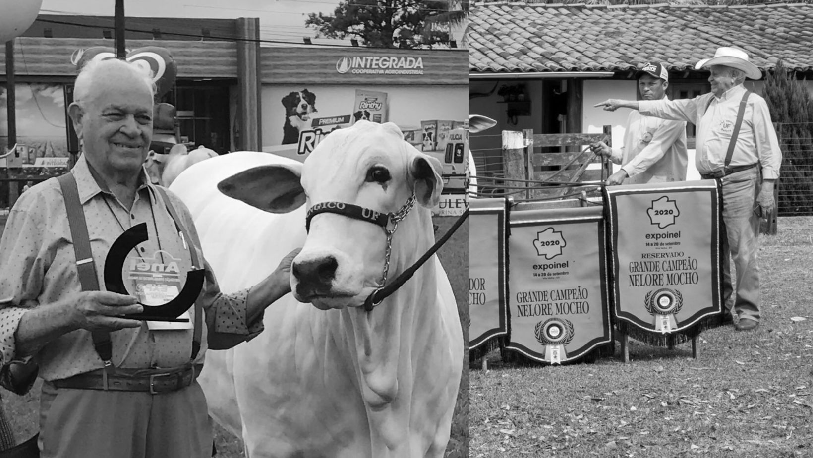 Udelson Nunes Franco - Nelore Mocho