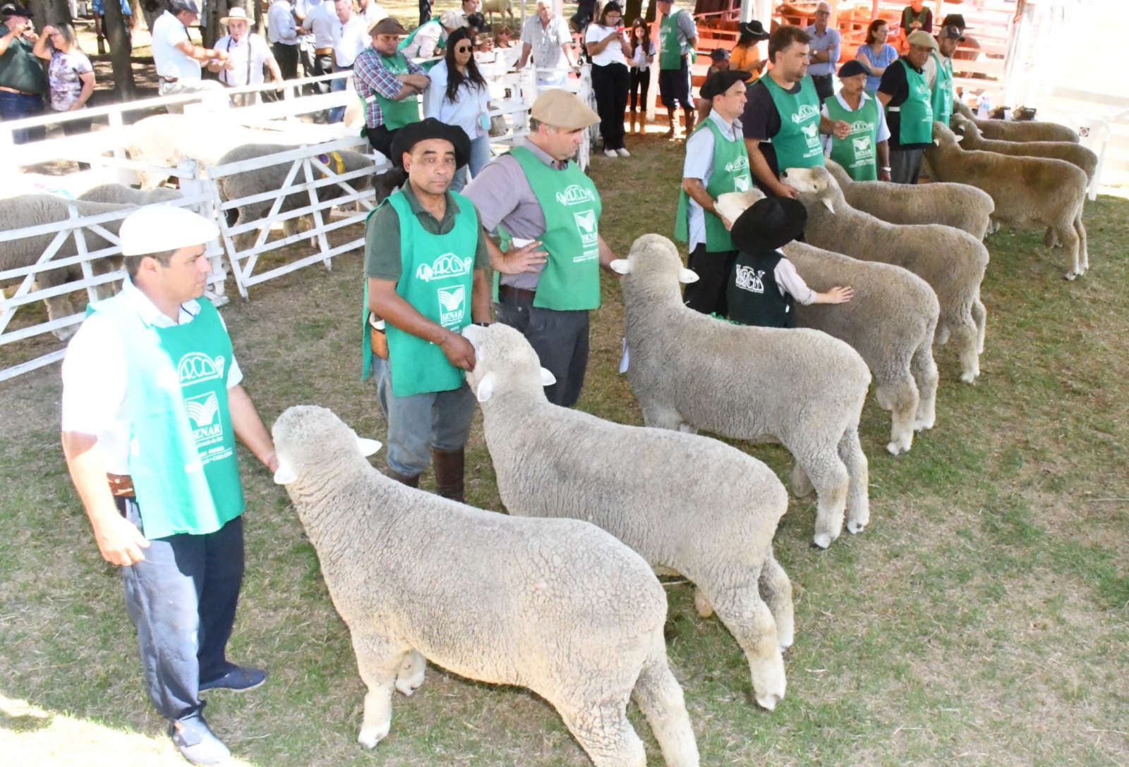 Feiras de verão reforçam momento de retomada e investimento da ovinocultura gaúcha
