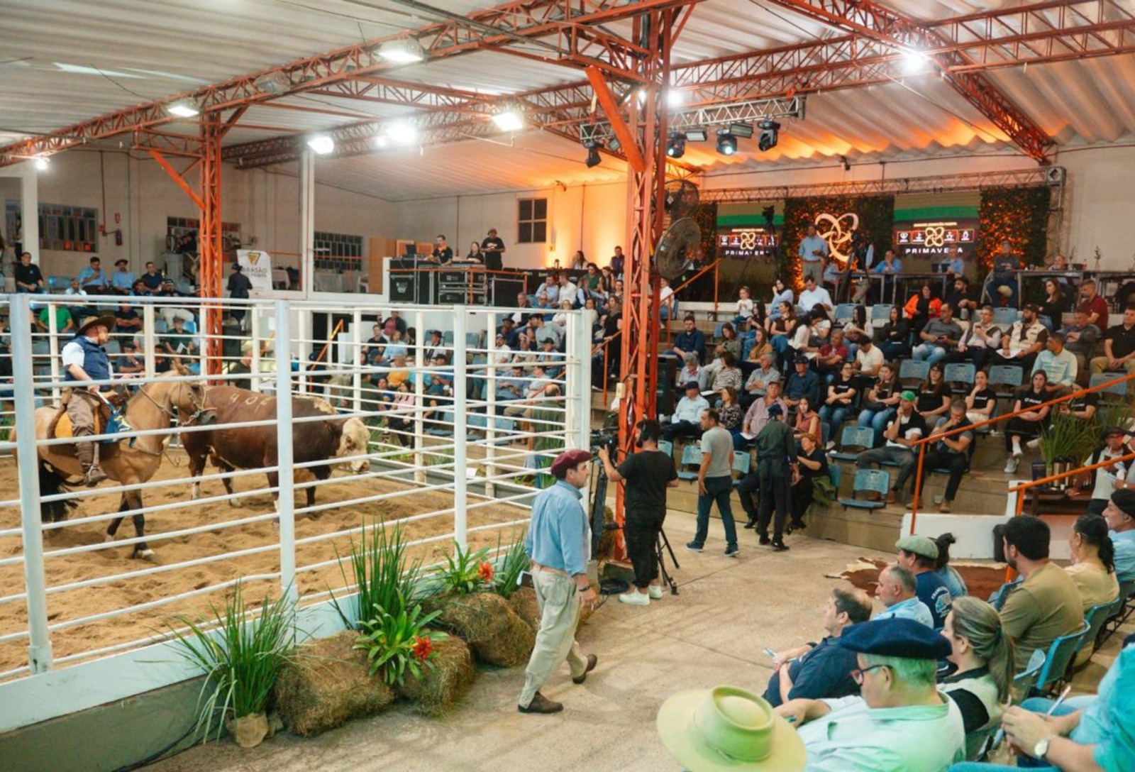 Remates oficiais Hereford e Braford faturam mais de R$ 47 milhões em 2025