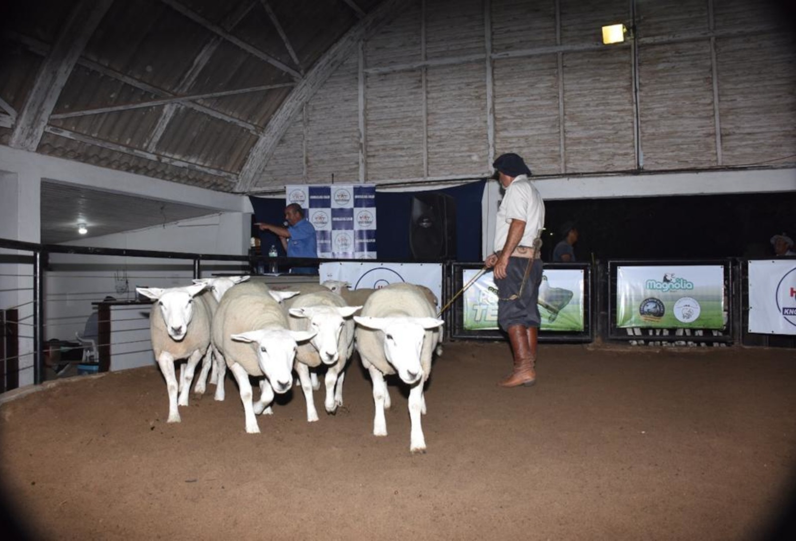 Agrovino projeta semana de negócios aquecidos na ovinocultura gaúcha