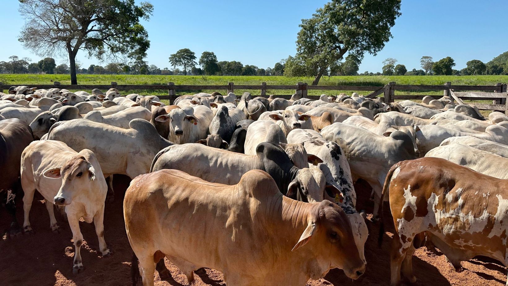 boiada gorda no curral - fotao