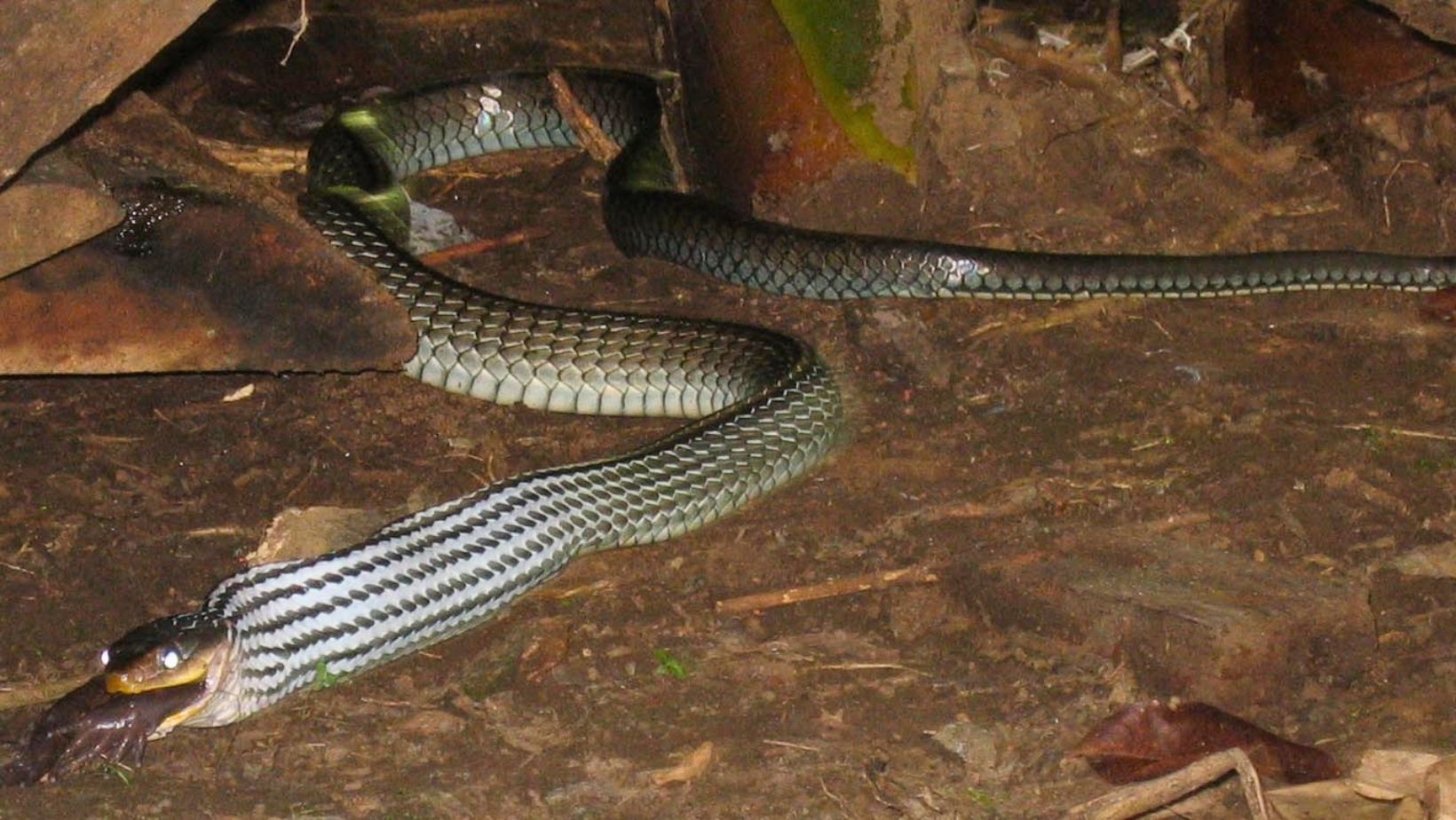 boiruna sertaneja - mussurana - mucurana - cobra