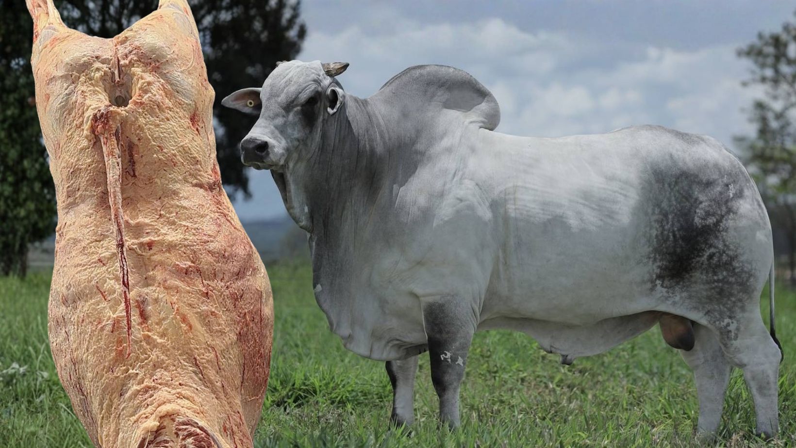 carcaca macho jovem da eao agropecuaria - abate tecnico abcz carne