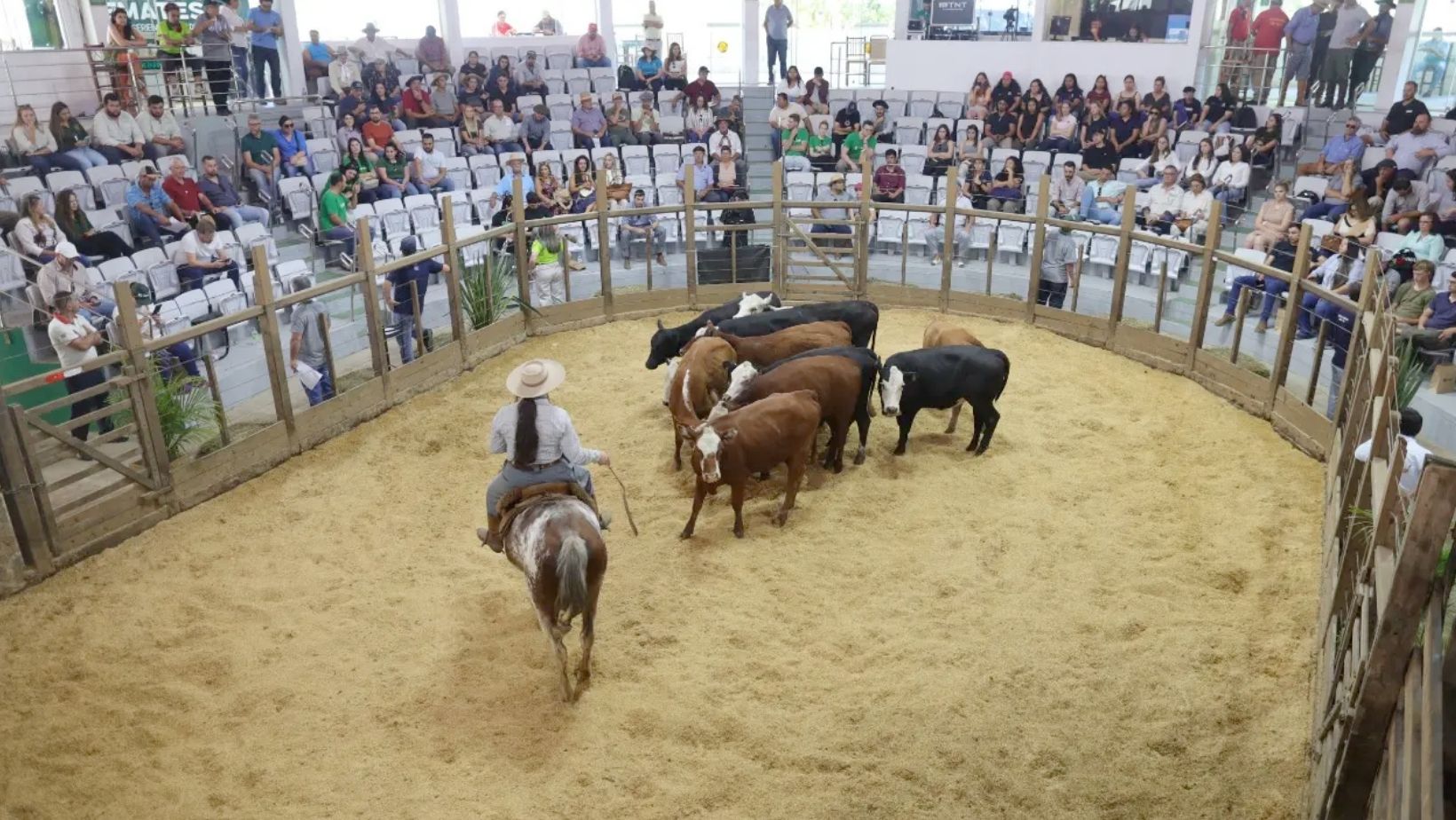 casa de leiloes - tatersal - remate de gado