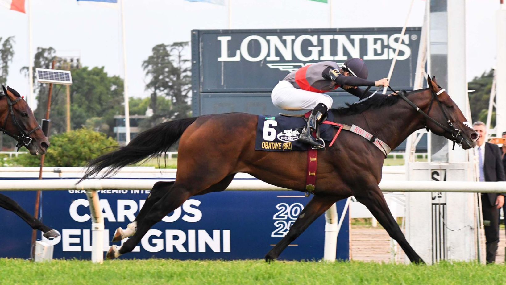 cavalo Obataye - Haras Rio Iguassu