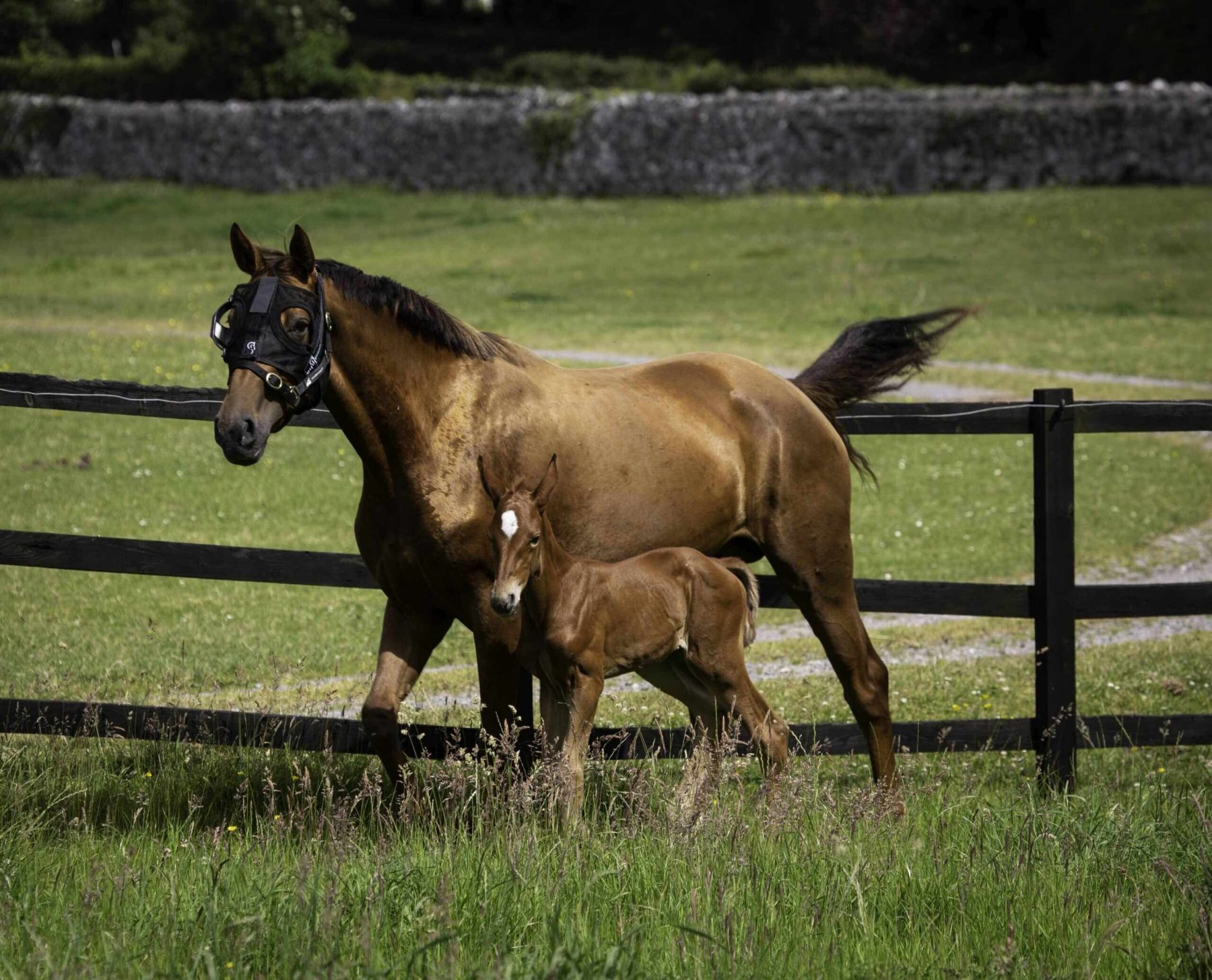 Nova tecnologia com luz azul pode antecipar o cio das éguas e melhorar a pelagem rapidamente