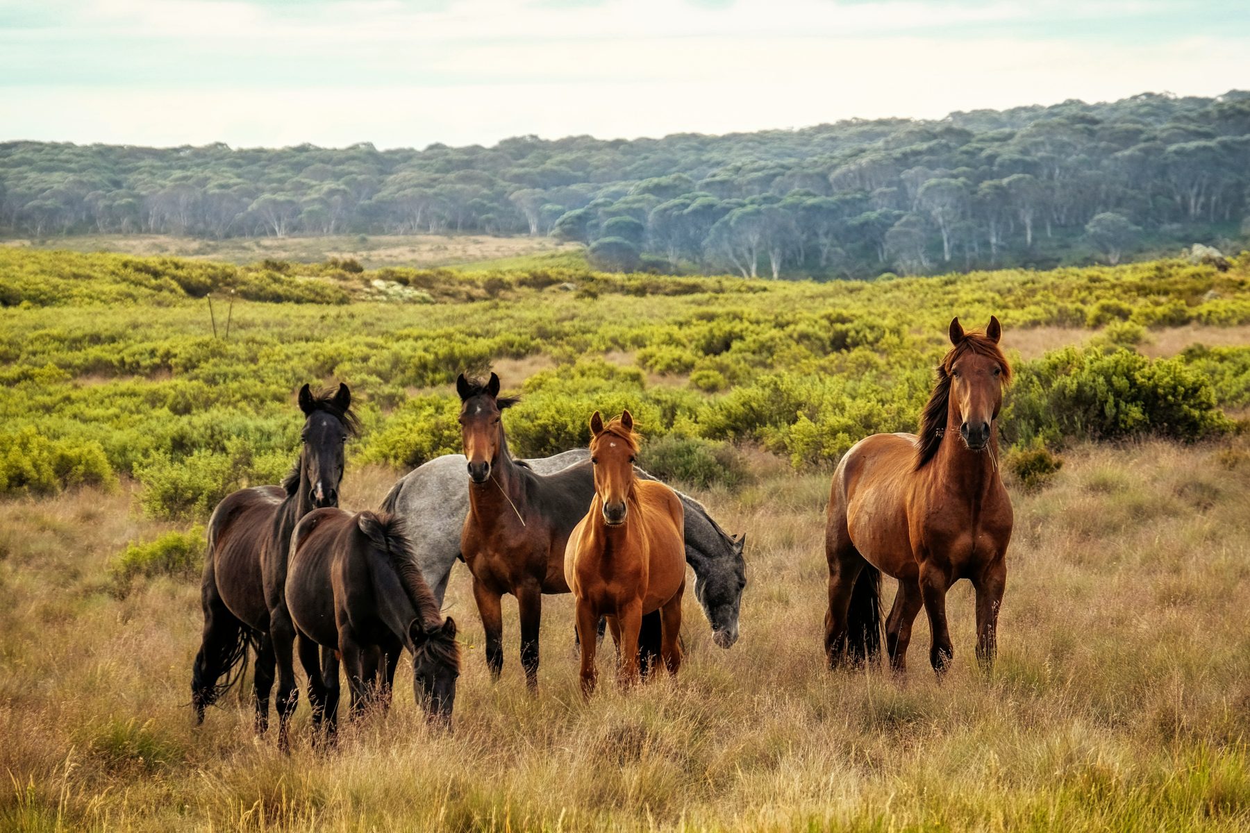 Abate aéreo de cavalos selvagens