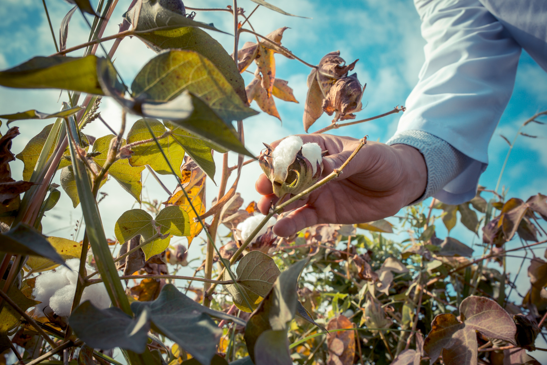 Novos algodões chegam ao mercado com produtividade de até 7,6 t/ha e resistência a doenças e nematoides
