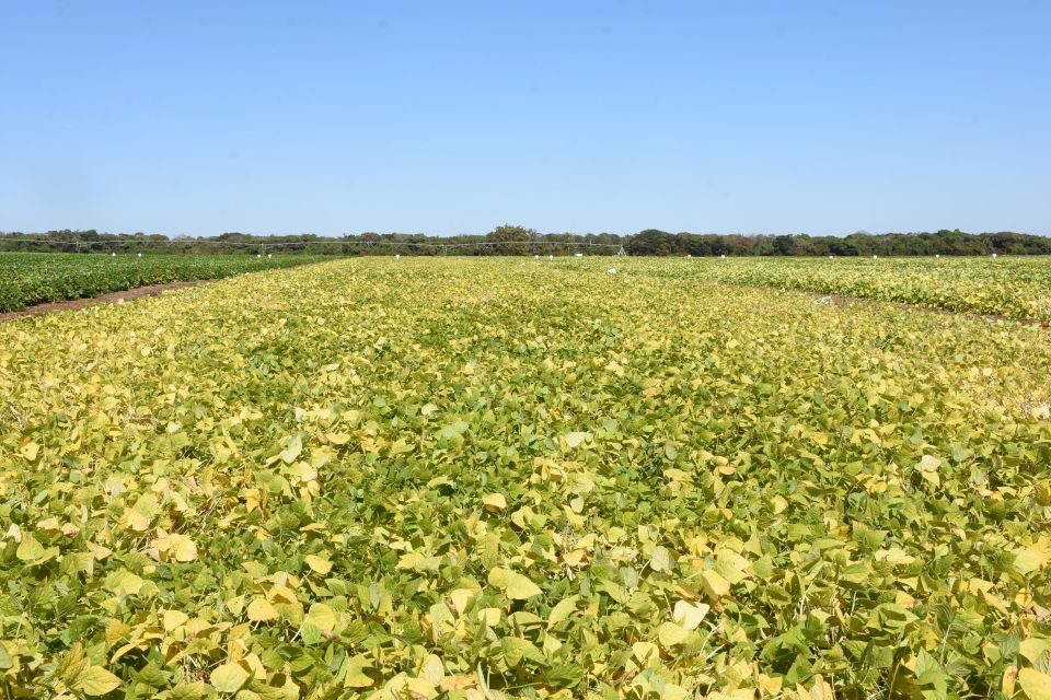 Inovação no campo: Projeto vai desenvolver bioinsumo agrícola multifuncional para diferentes culturas