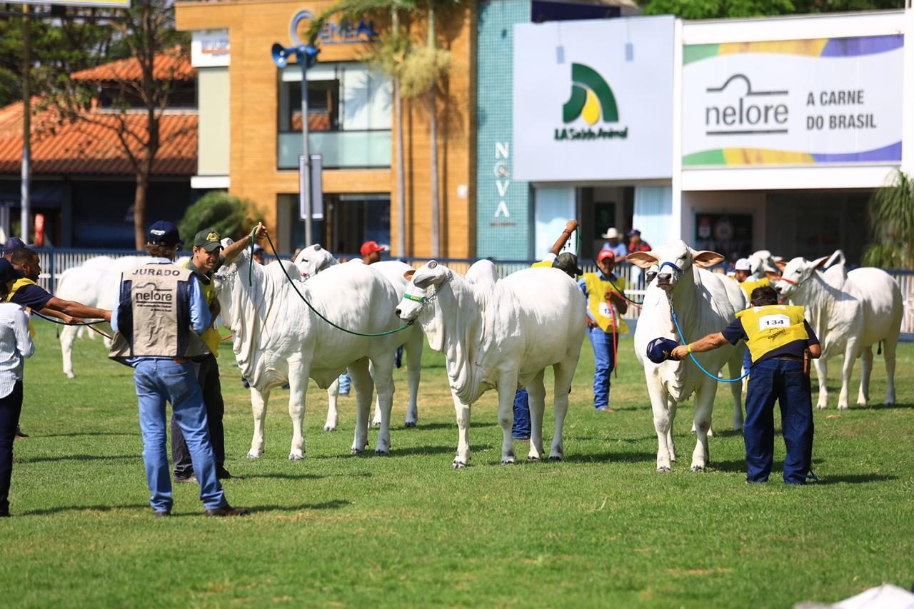 Estão definidas as Exposições Ouro dos Rankings Nacionais da raça Nelore 2025-2026