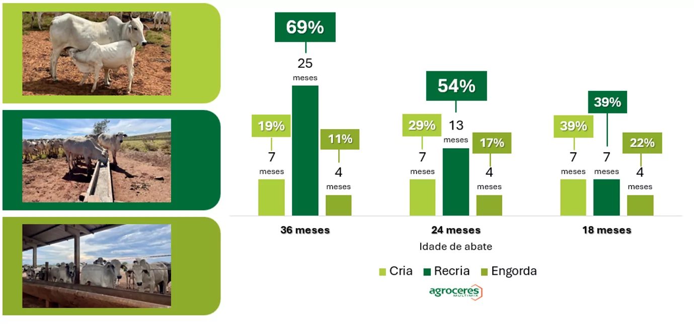 Entenda as fases da pecuária de corte e como cada etapa influencia o sistema produtivo