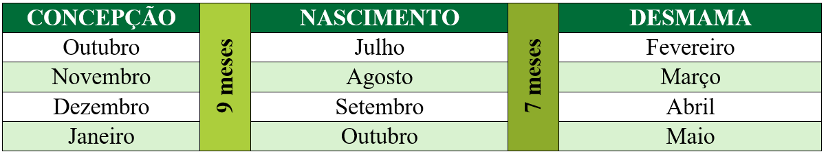 Entenda as fases da pecuária de corte e como cada etapa influencia o sistema produtivo
