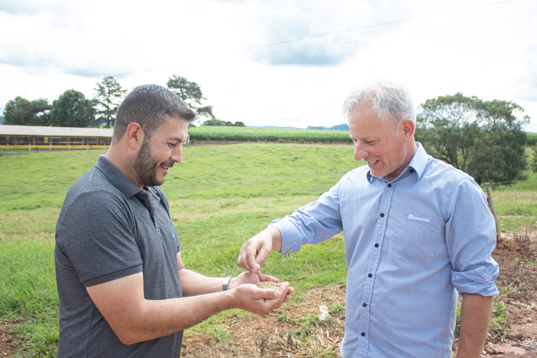 Castrolanda supera 20 mil de toneladas de cevada e registra maior safra em sete anos