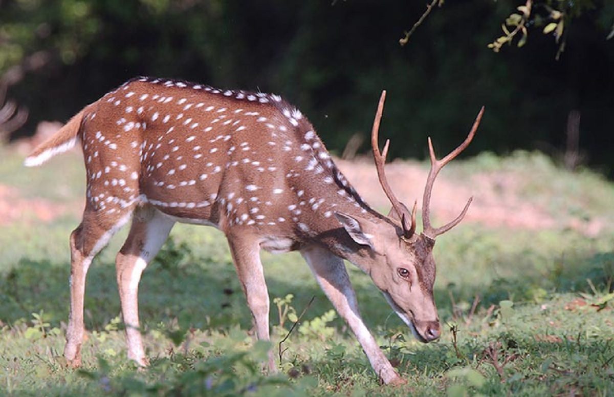 Alerta no campo: Cervo exótico invade o Brasil e pode se tornar praga como o Javali