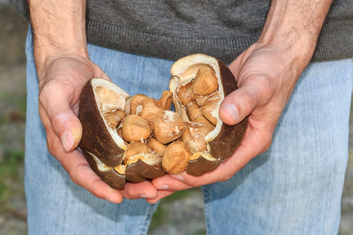 Nem Cacau, Nem Café: Conheça a semente que pode substituir o café