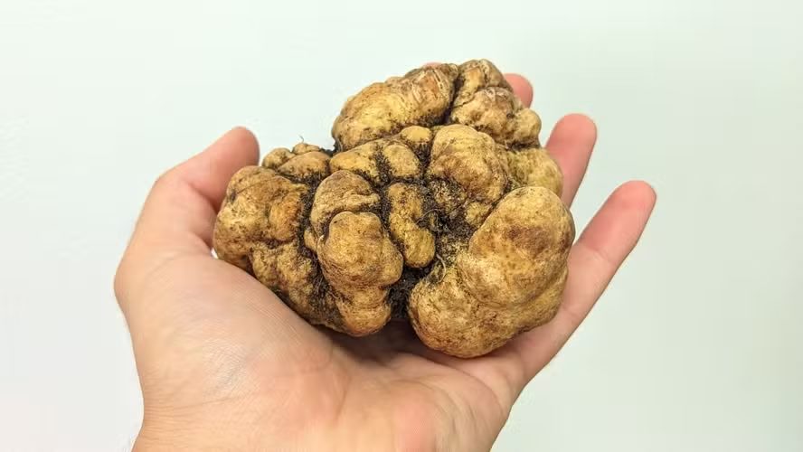 Com preço acima de R$ 2 mil, maior trufa do país é localizada no Rio Grande do Sul