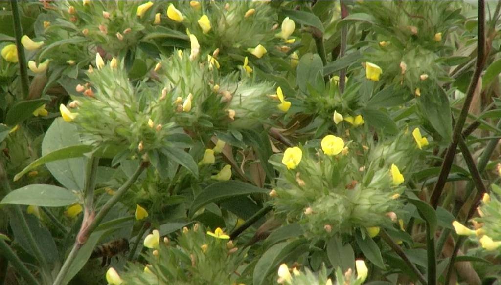 Adeus adubo caro? Planta secreta salva fazendas e multiplica arrobas