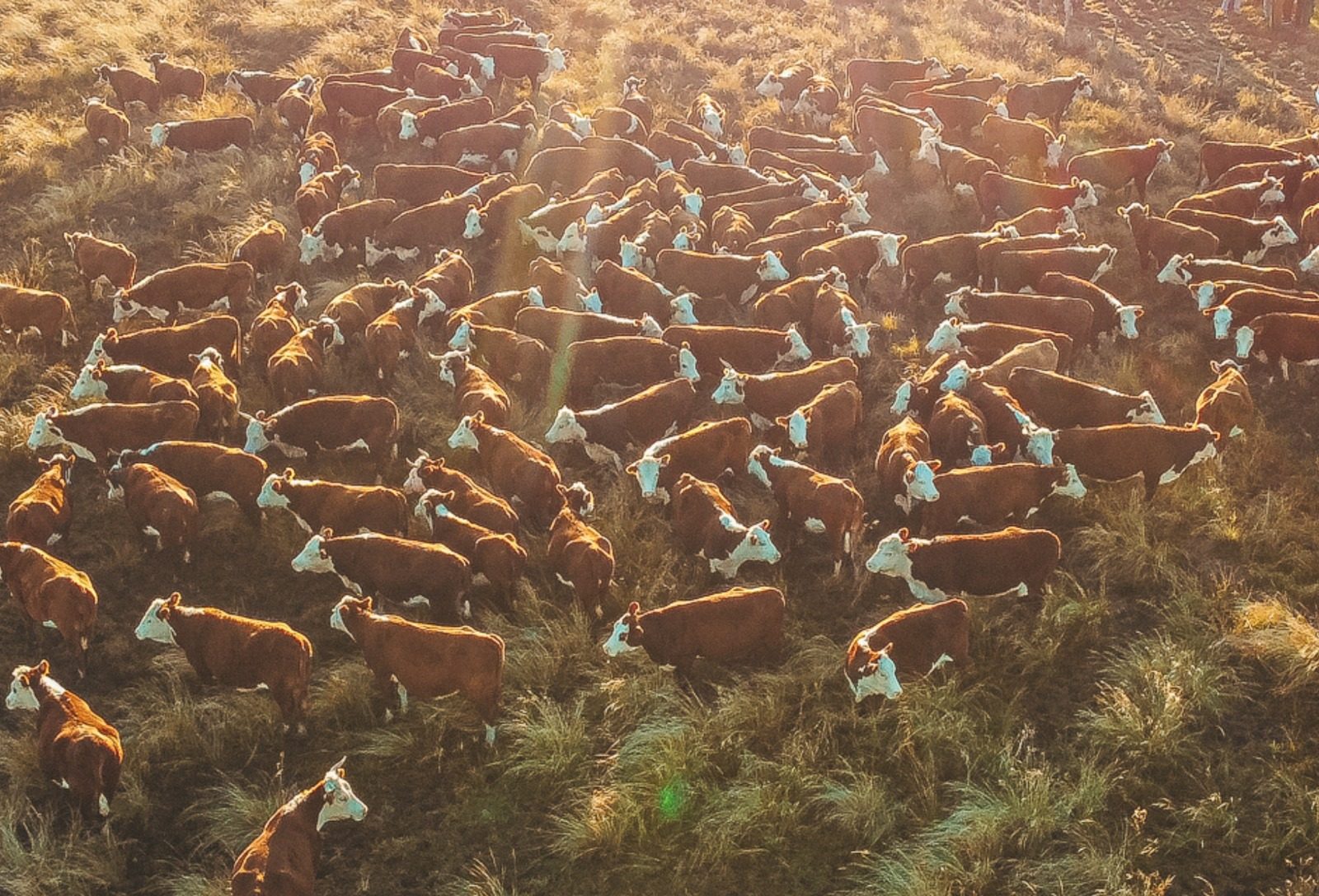 PampaPlus cresce mais de 30% entre 2016 e 2025 e amplia número de usuários no último ano