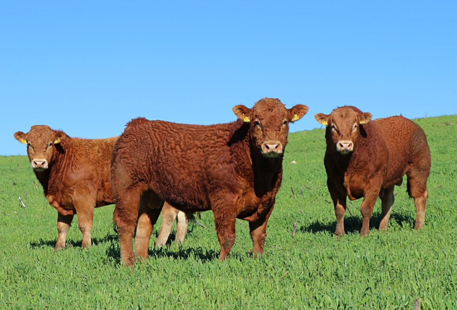 Raça Limousin passa a integrar Registro Genealógico da ANC