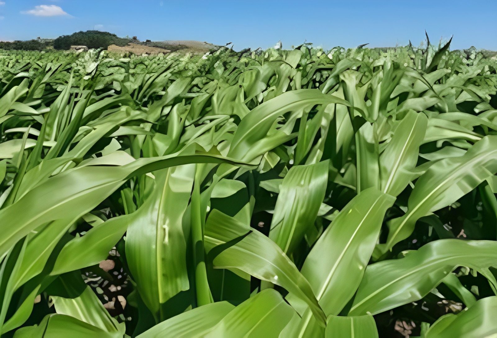 Elicit Plant registra aumento médio de 9,4% na produtividade do milho no Brasil em quatro safras