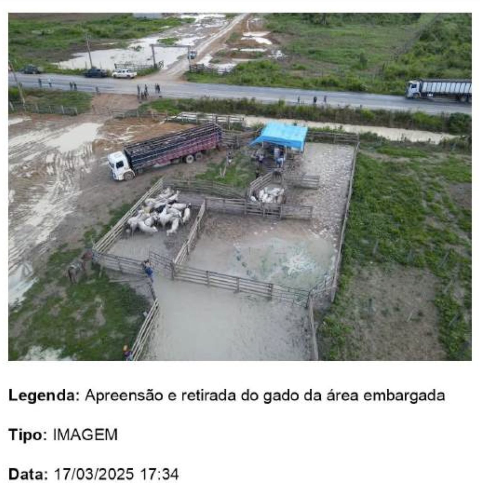 produtor que teve vacas mortas após apreensão do Ibama