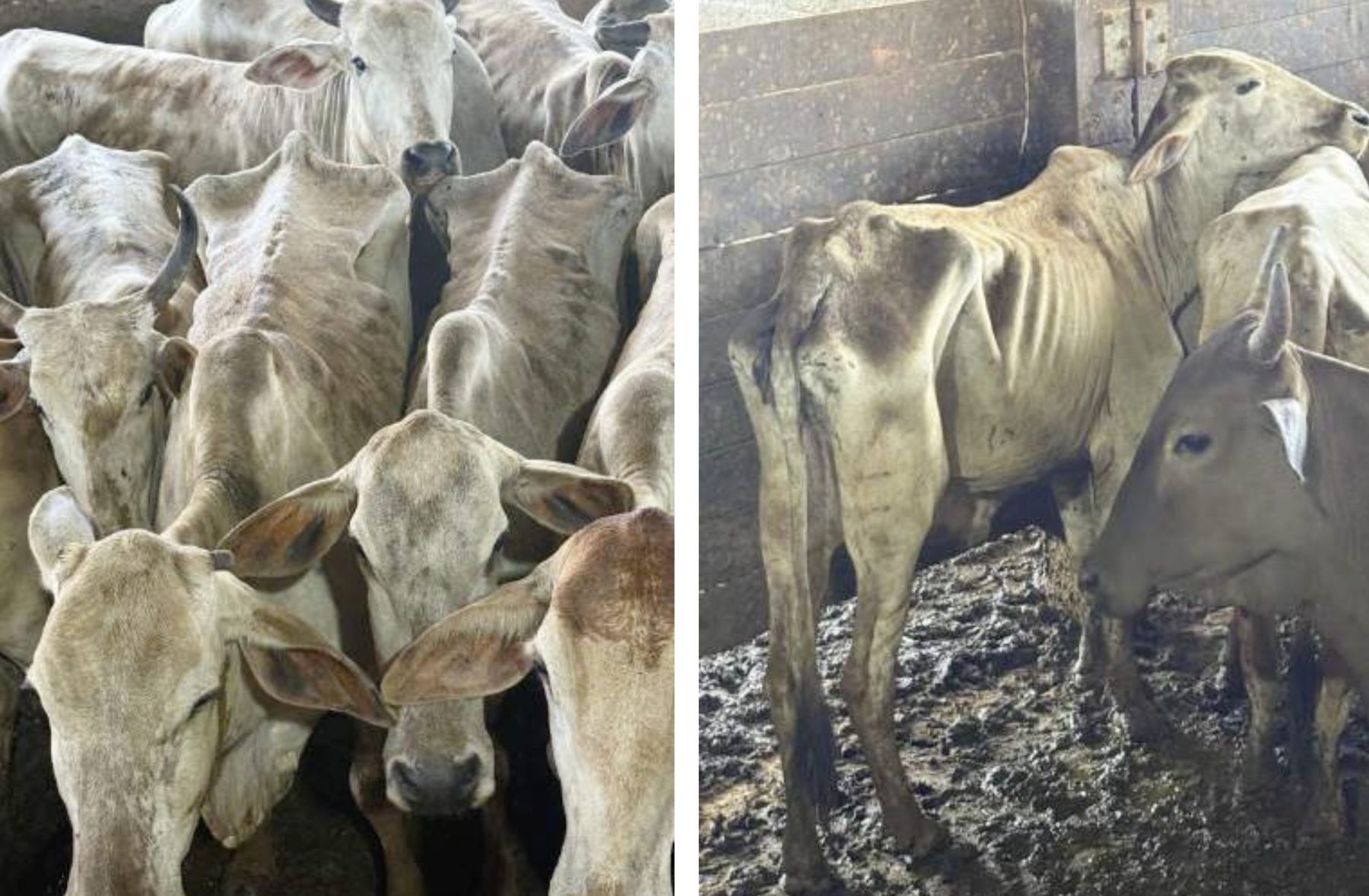 produtor que teve vacas mortas após apreensão do Ibama