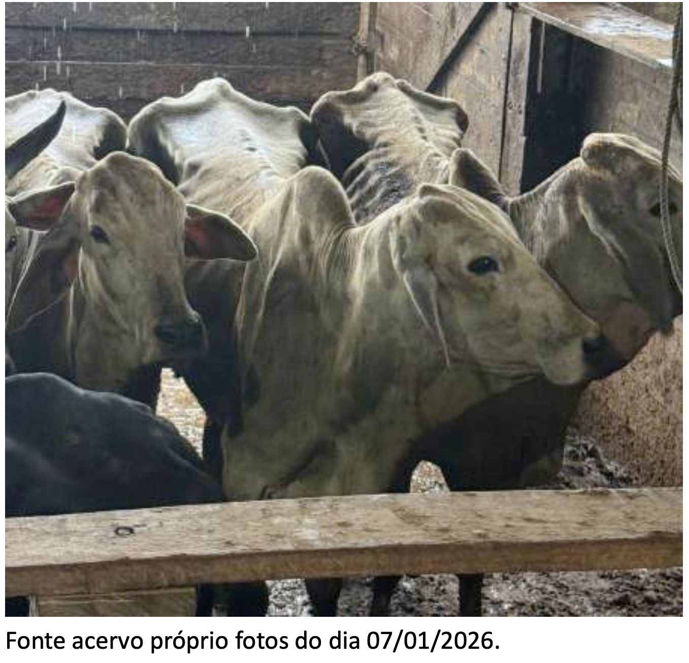 produtor que teve vacas mortas após apreensão do Ibama