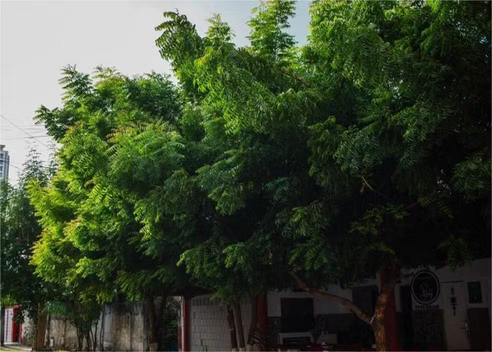 Nim Indiano: Por que esta árvore é um perigo para a biodiversidade do Brasil