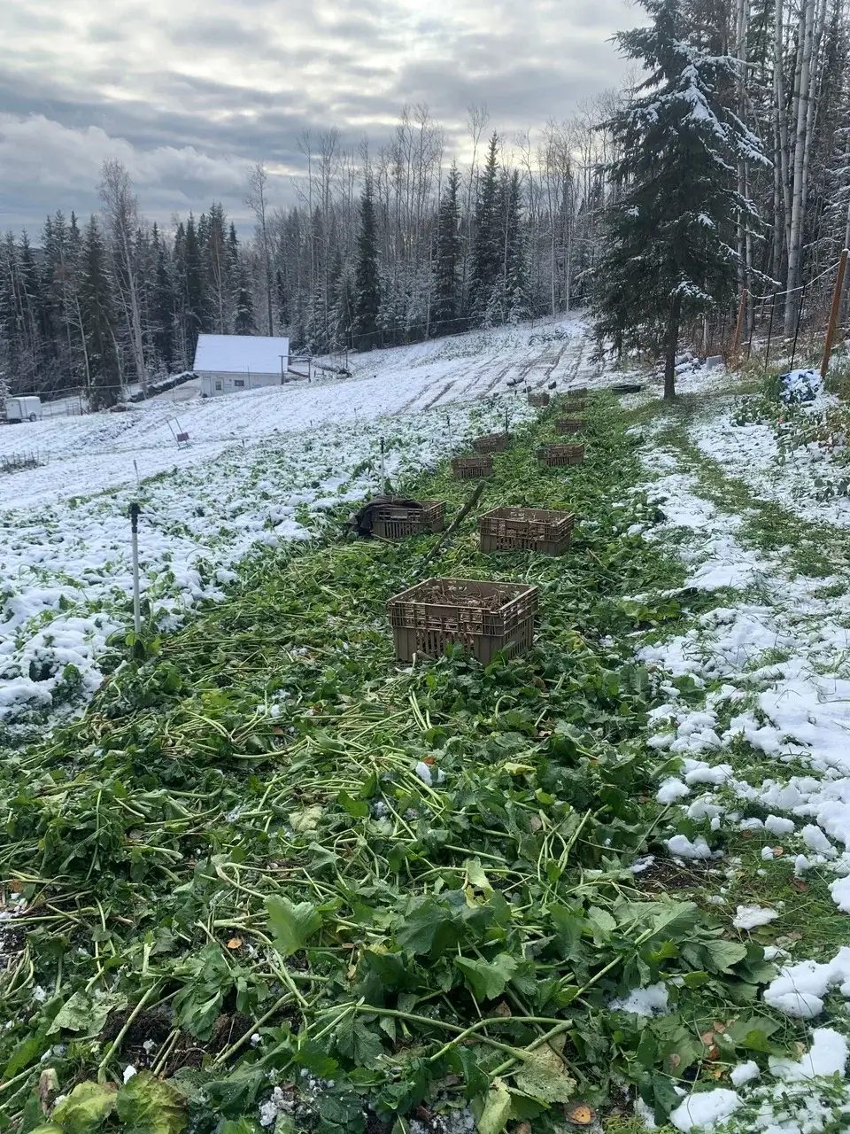 Conheça o agricultor que desafiou o frio de -40°C para revolucionar o armazenamento de alimentos