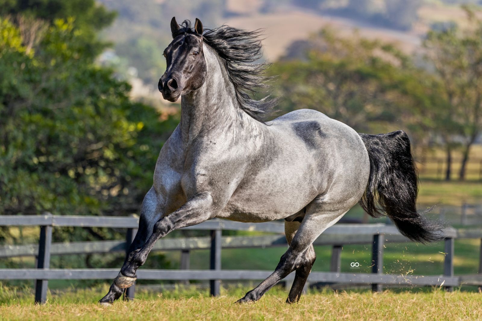 leilão ana dantas ranch