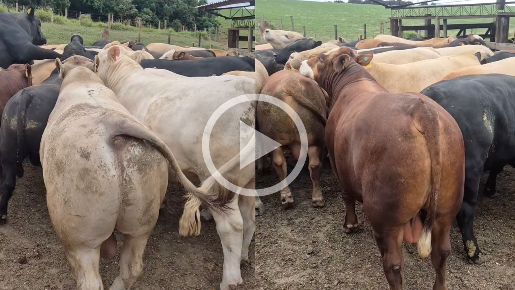 luxo de boiada - santa catarina - angus braford e charoles