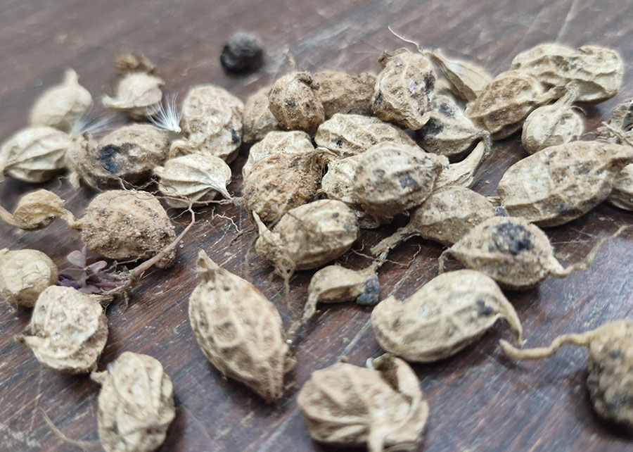 memoria de defesa contra seca e pragas em plantas