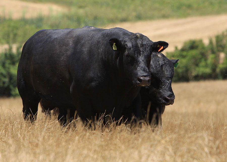 selo Beef on Dairy Brasil