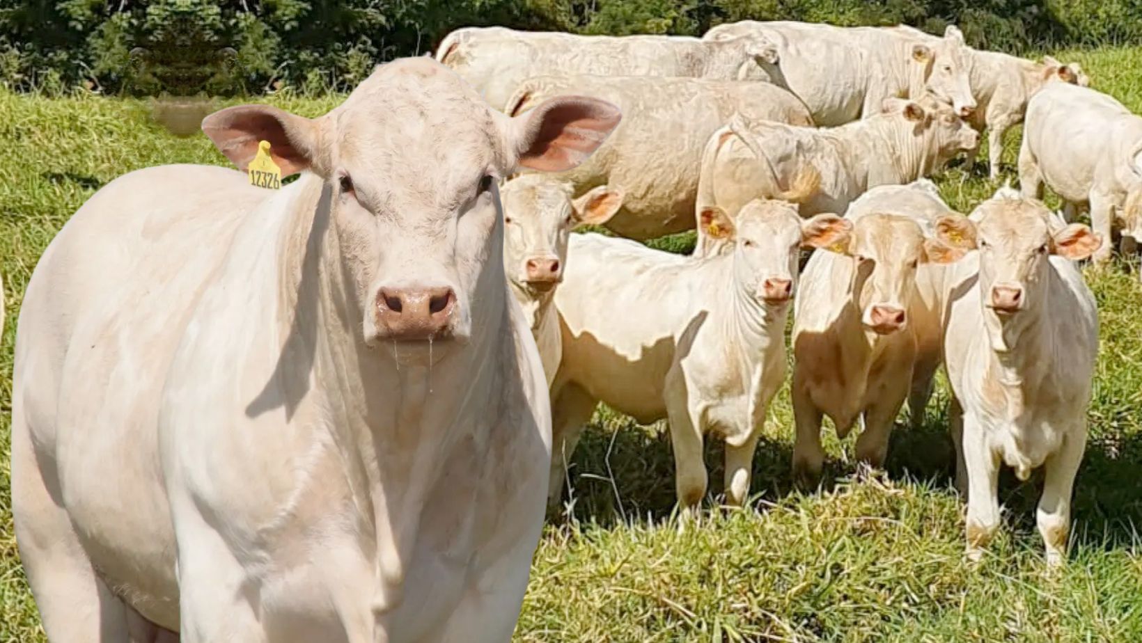 touro canchim com femeas da raca canchim