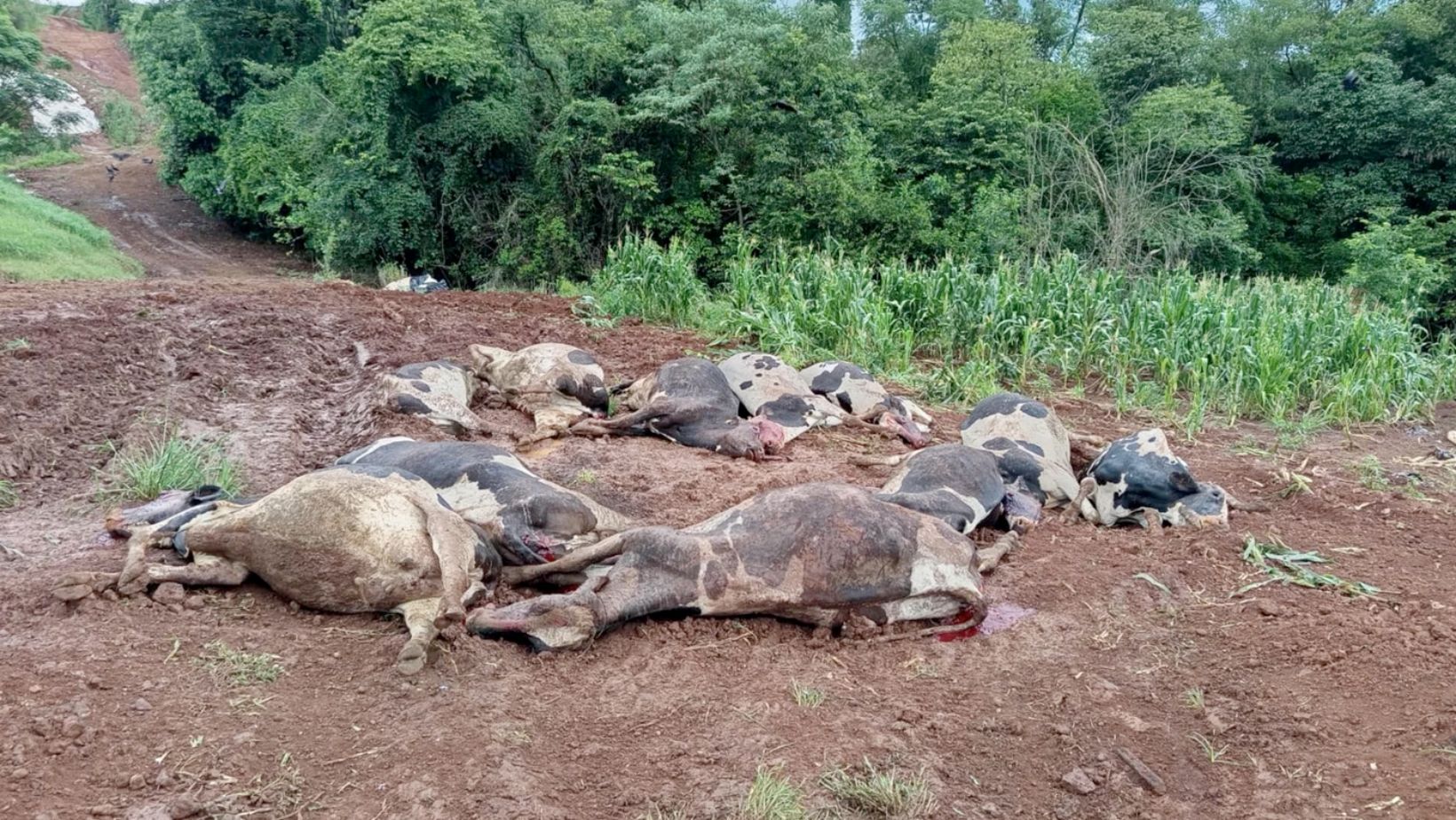 vacas mortas por intoxicacao no rio grande do sul