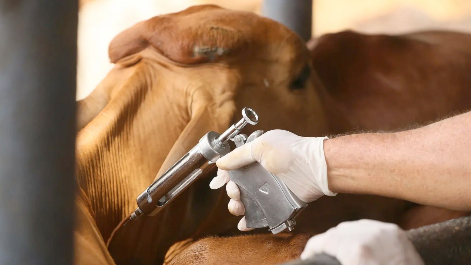 vacinacao contra a febre aftosa