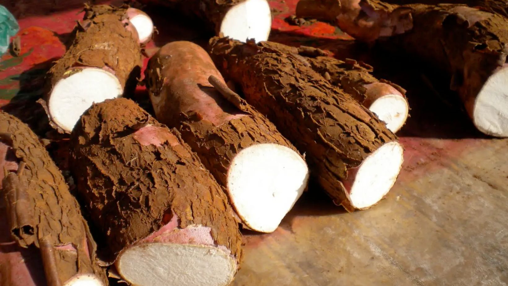 variedades de mandioca da embrapa