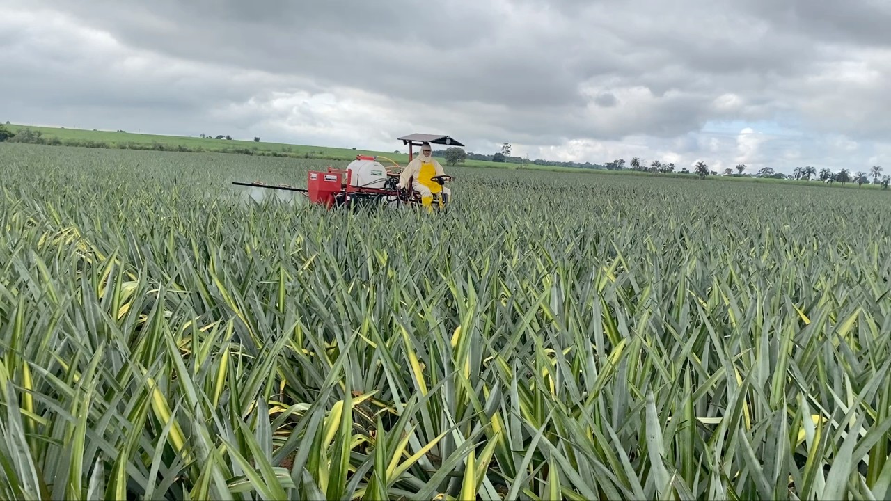 Produtor transforma sucata em máquinas agrícolas, revoluciona o plantio de abacaxi