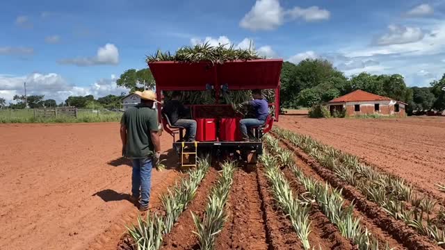 Produtor transforma sucata em máquinas agrícolas, revoluciona o plantio de abacaxi