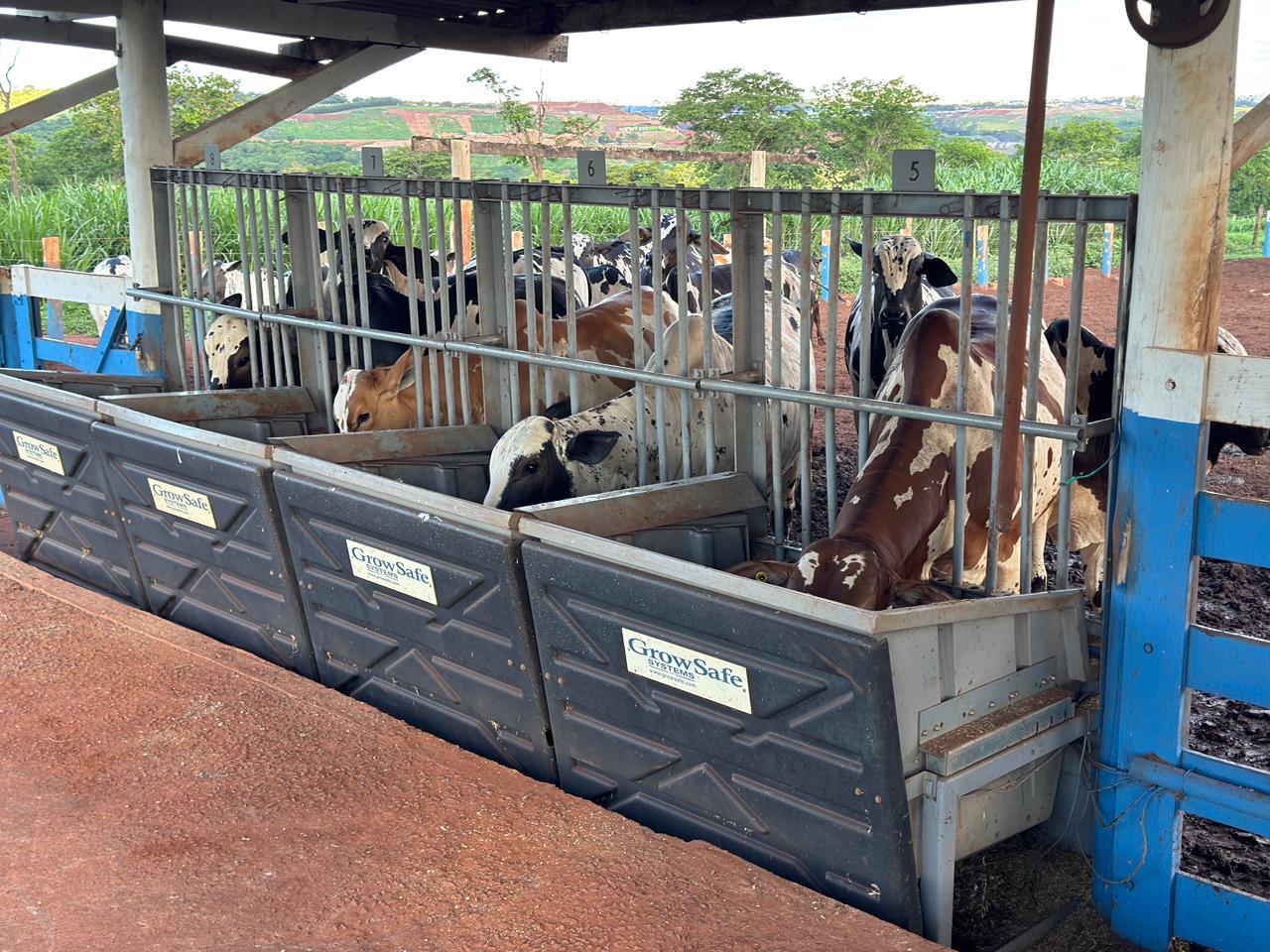 Teste de Desempenho e Eficiência Alimentar Nelore Pelagens destaca alta eficiência dos animais e atrai interesse das centrais de genética