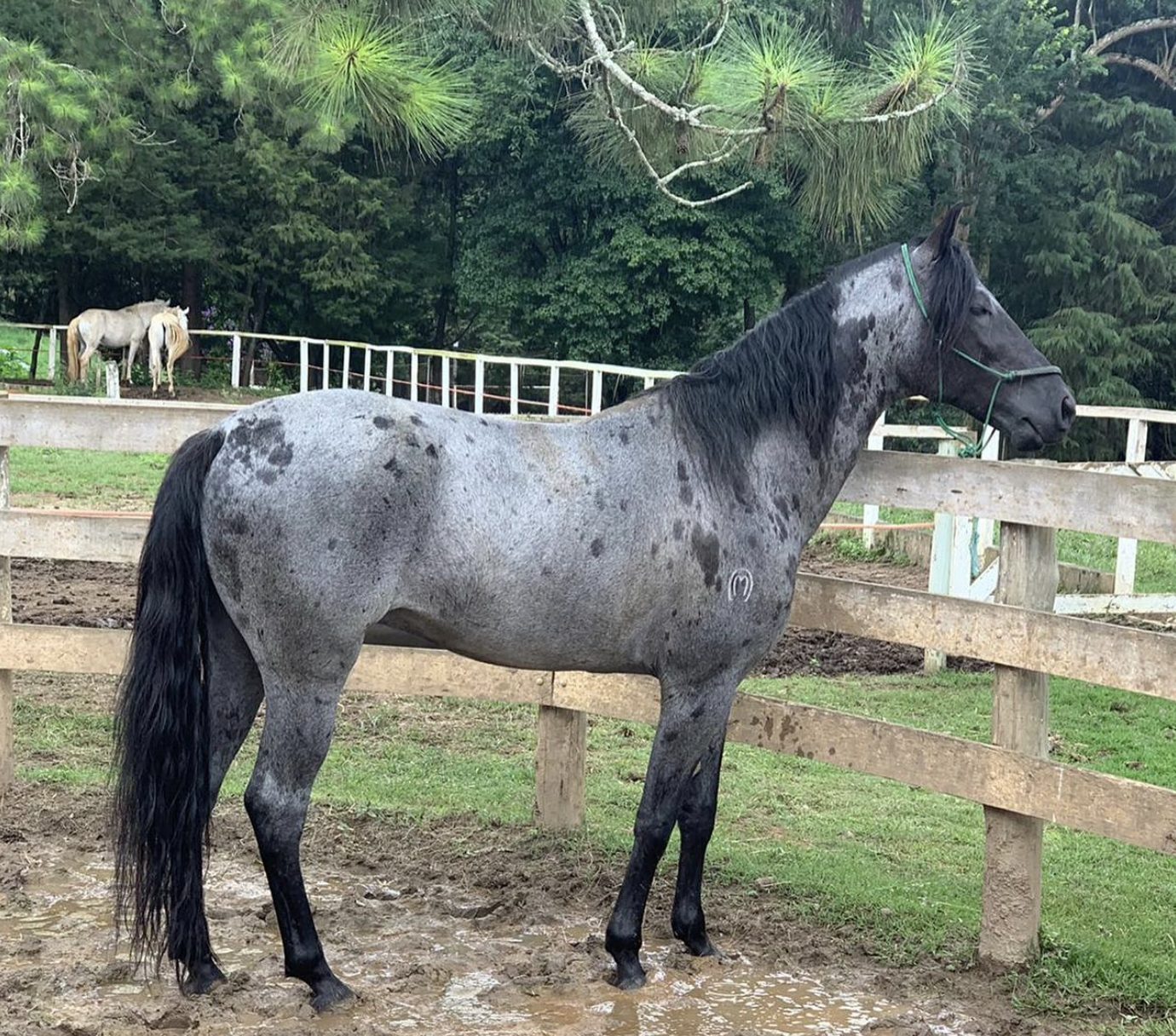 Rosilho negro: a pelagem rara que está valorizando cavalos e surpreendendo o mercado