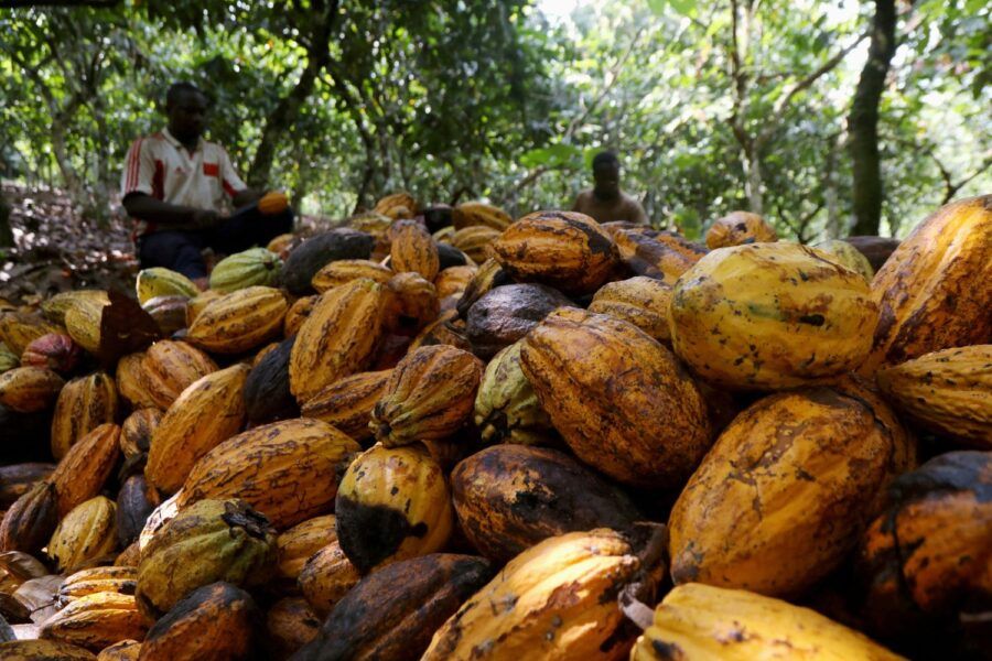 Cacau começa a ocupar pastagens degradadas na Amazônia e abre nova fronteira para o agro