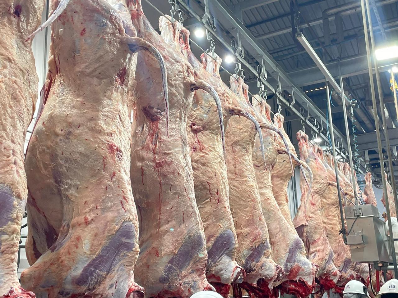 Carne Angus realiza abate na Bahia pela primeira vez - Brasil tenta rever cota chinesa para exportação de carne bovina e fim da sobretaxa de 50% em 2027