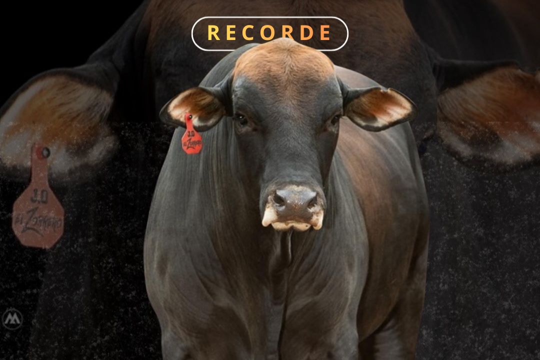 Conheça os touros de rodeio mais caros do Brasil; lista milionária chega a R$ 2 milhões