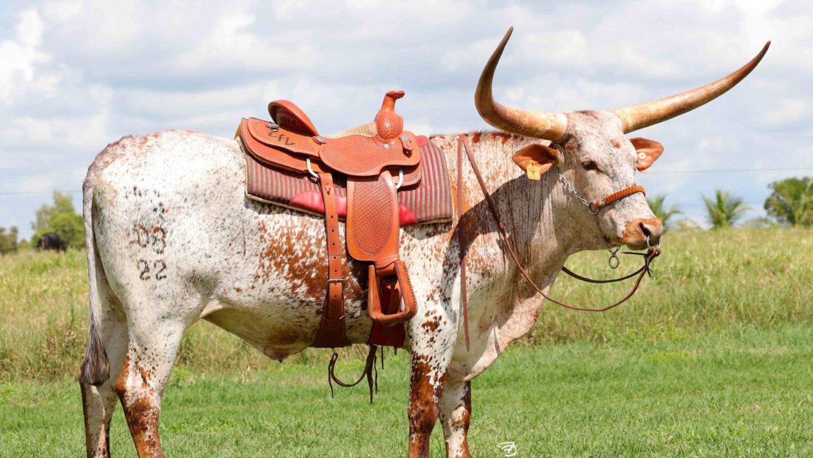 Lucas Lopes Texas LongHorn - LFL - boi de cela - celado com sela