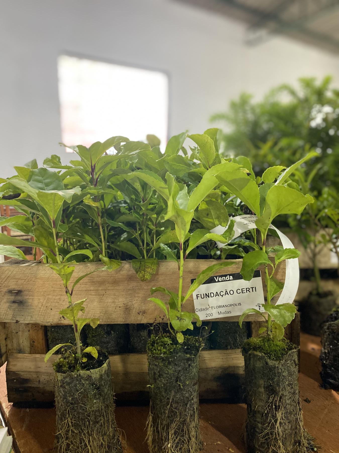 Projeto desenvolvido pela CERTI recupera mata atlântica em SC com plantio de araucárias