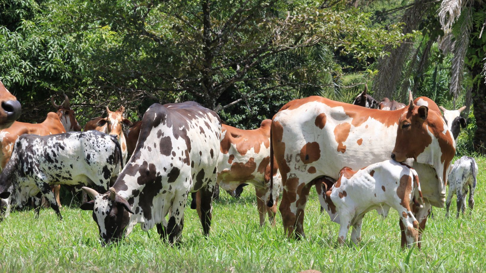 Nelore Pintado do Nelore EV