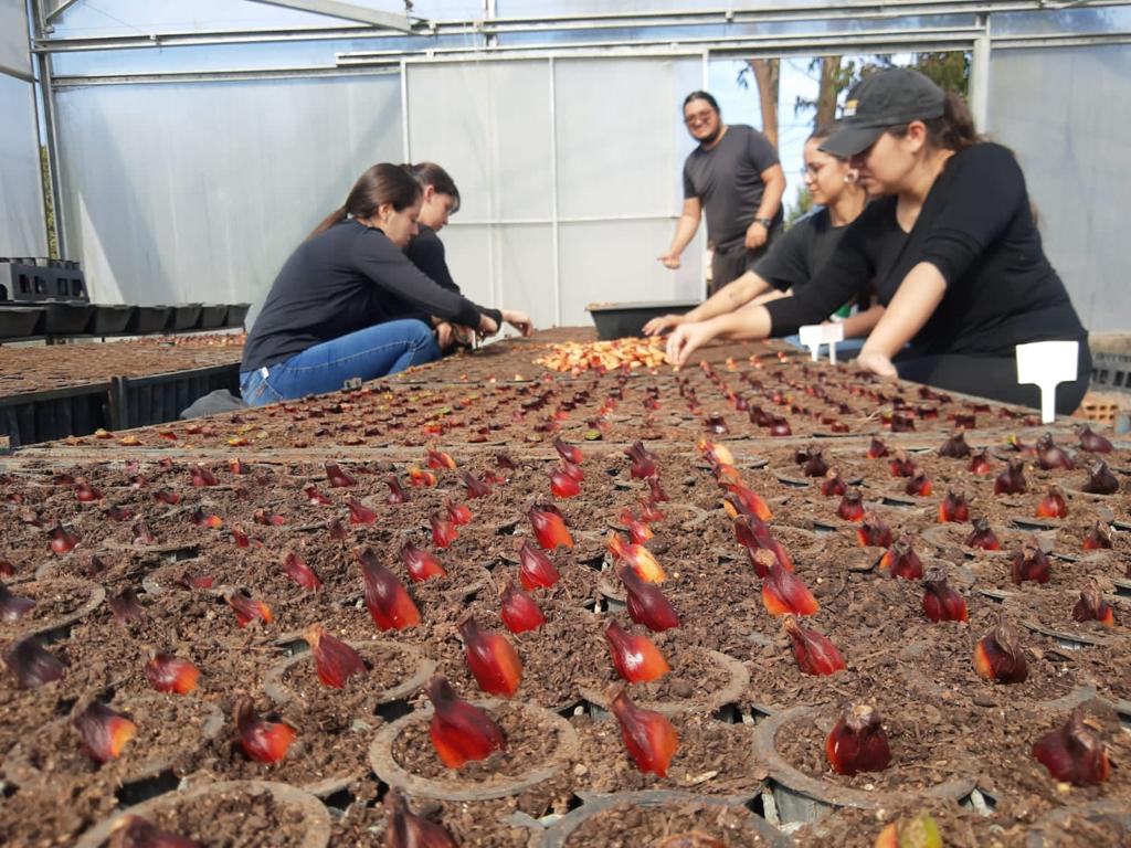 Projeto desenvolvido pela CERTI recupera mata atlântica em SC com plantio de araucárias