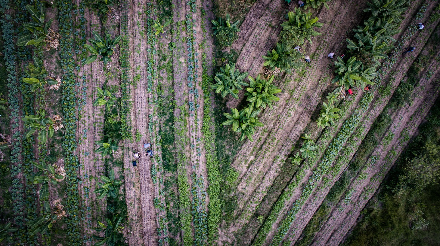Projeto desenvolvido pela CERTI recupera mata atlântica em SC com plantio de araucárias