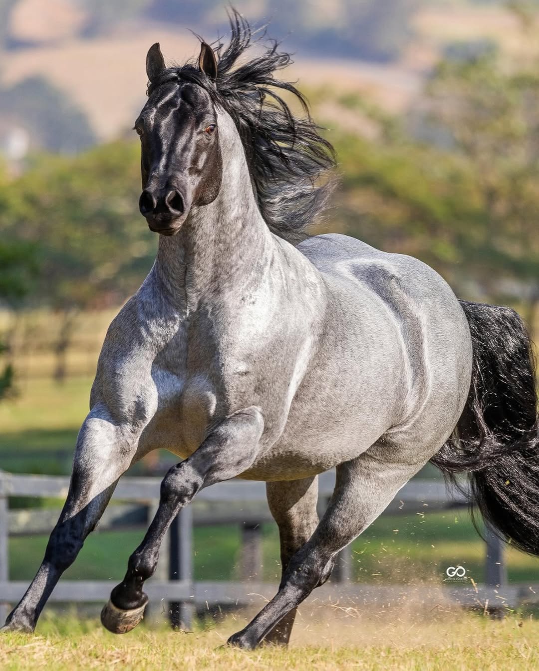 Rosilho negro: a pelagem rara que está valorizando cavalos e surpreendendo o mercado
